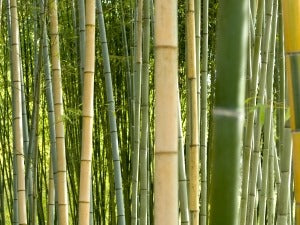 Druktechnieken om bamboo textiel te bedrukken